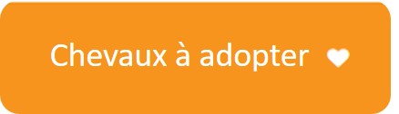 Voir les chevaux à l'adoption