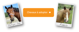 http://www.graal-defenseanimale.org/horses/horses_list.php?horse_status=Adoptable