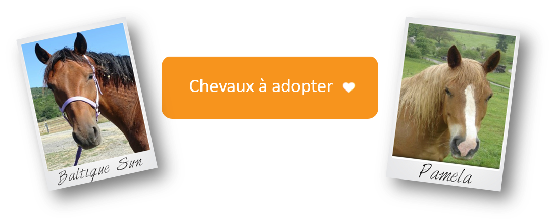 Nos chevaux à adopter