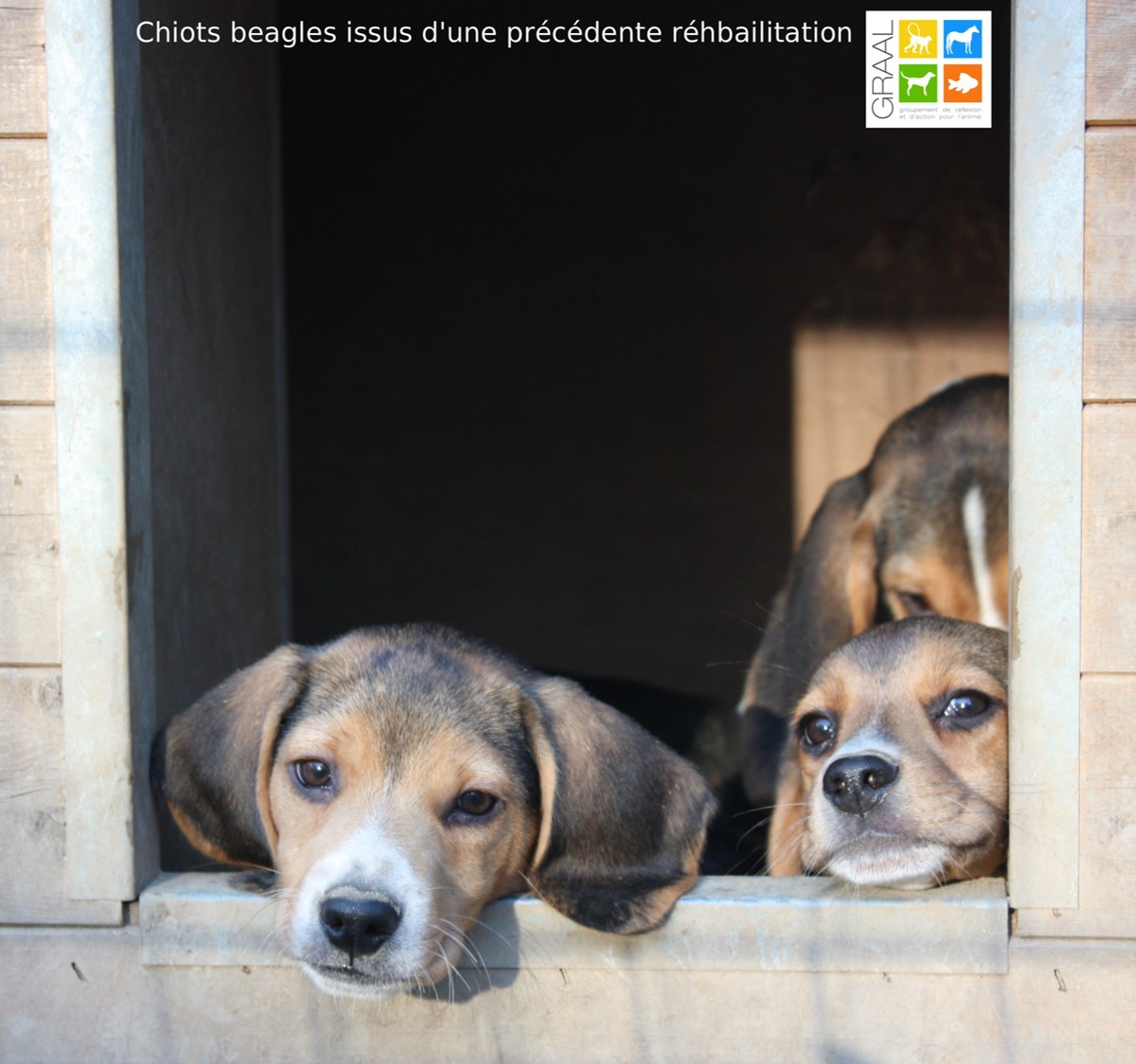 Chiens réhabilités GRAAL