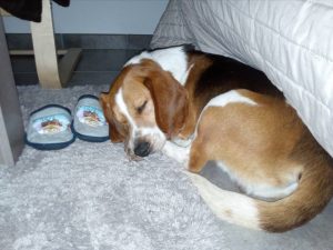 Banjo, réhabilité par le GRAAL et adopté au refuge de St Etienne