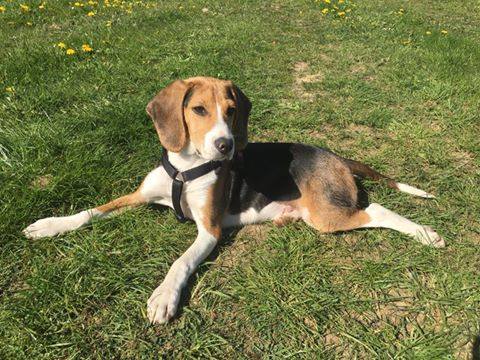 Max, adopté SPA de Gray