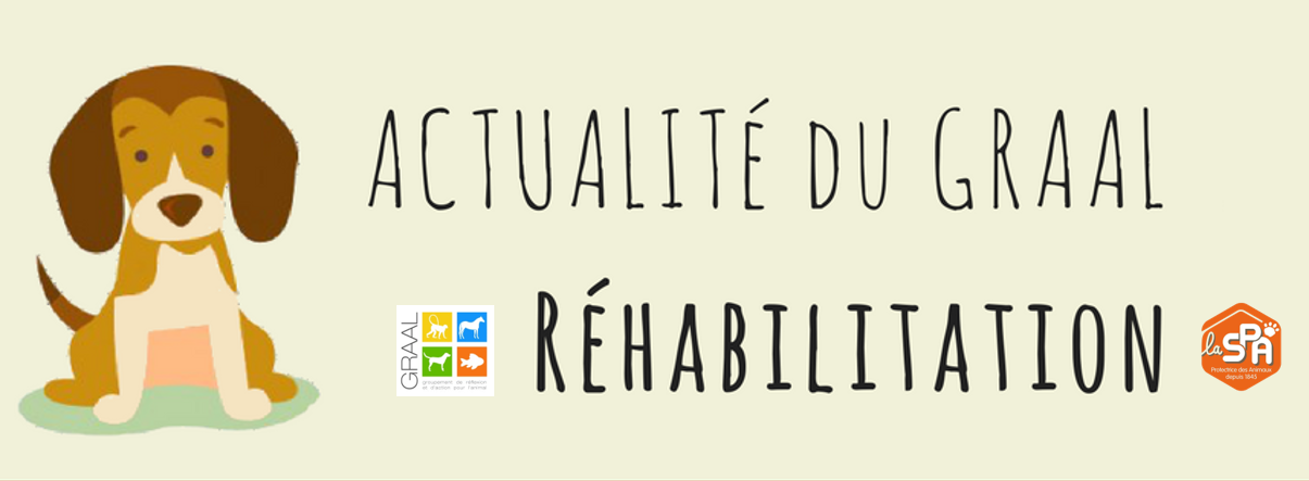 Actus chiens à adopter GRAAL