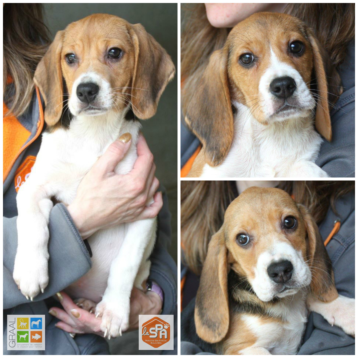 Chiens laboratoire GRAAL-SPA