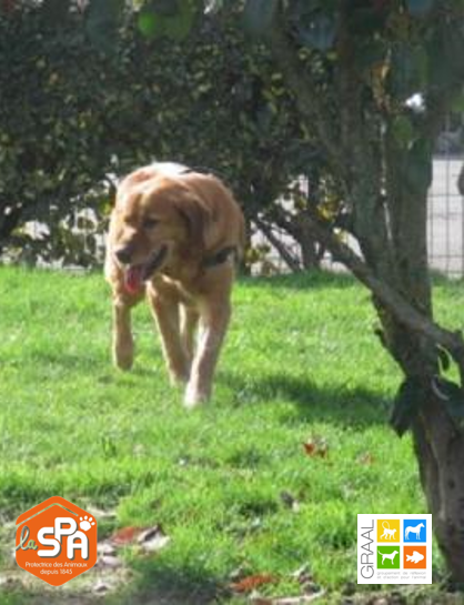 Echalotte, chien à adopter