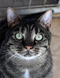 Charly à adopter_Saverne