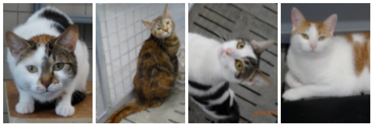 Chats luynes à adopter