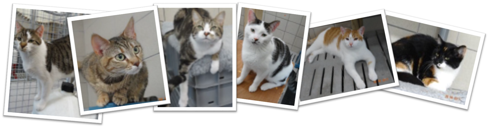 Chats à adopter Carquefou