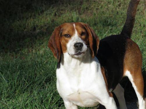 Georges_beagle né 03.09.15