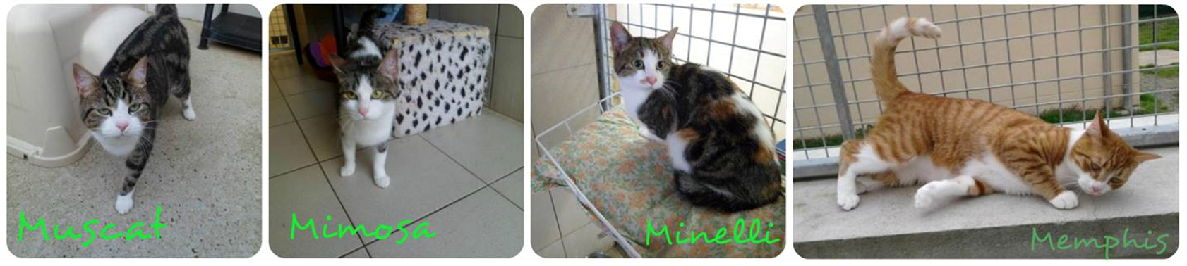 Chats laboratoires - refuges Yvre