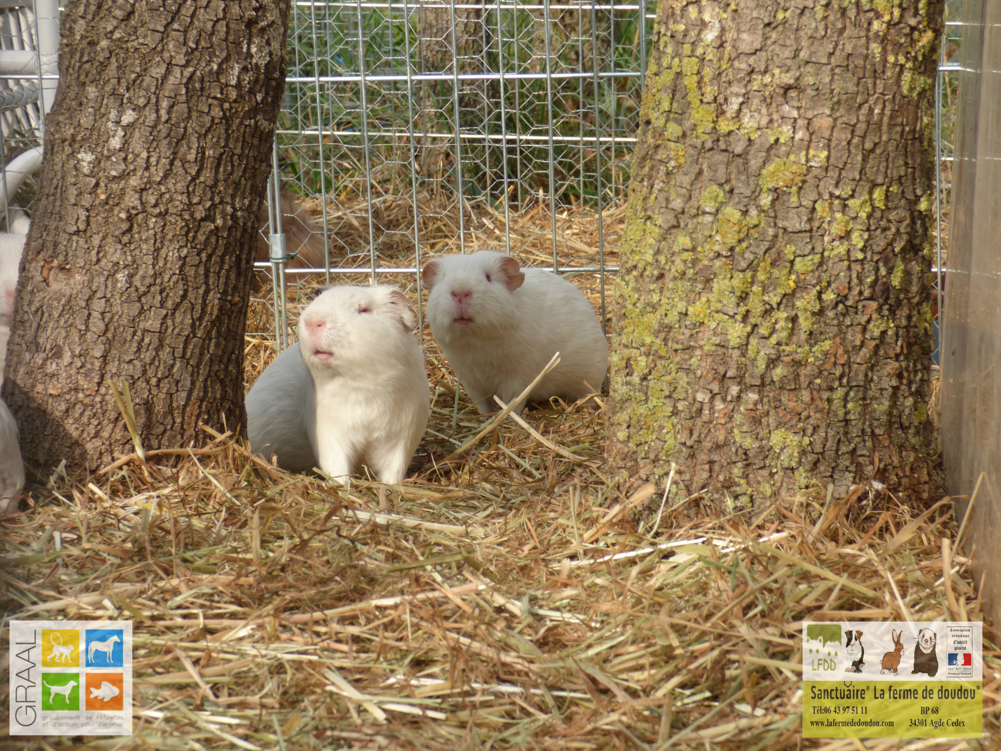 Cochons d'Inde laboratoire GRAAL - La ferme de Doudou