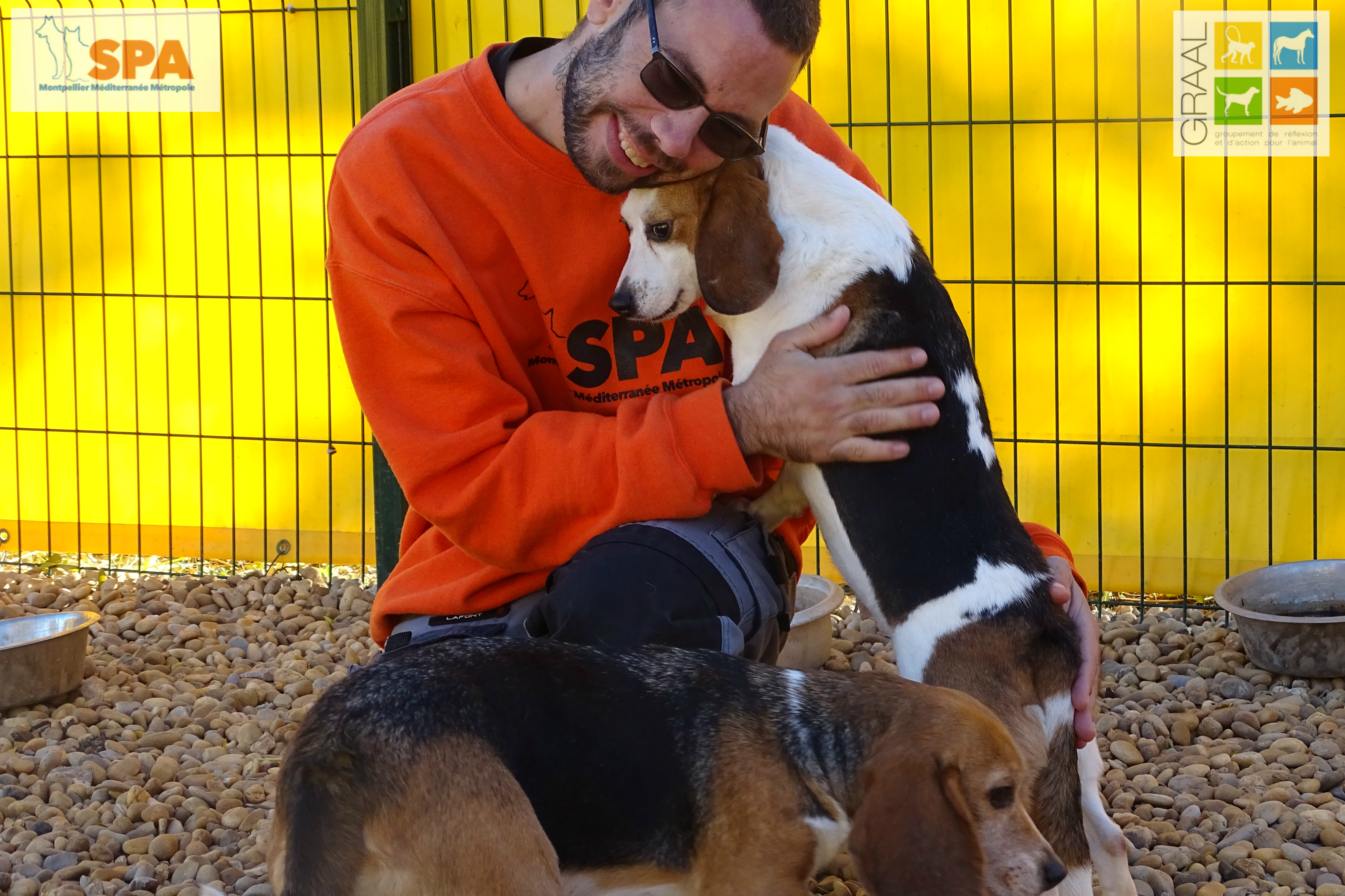 Beagles laboratoire GRAAL SPA Montpellier