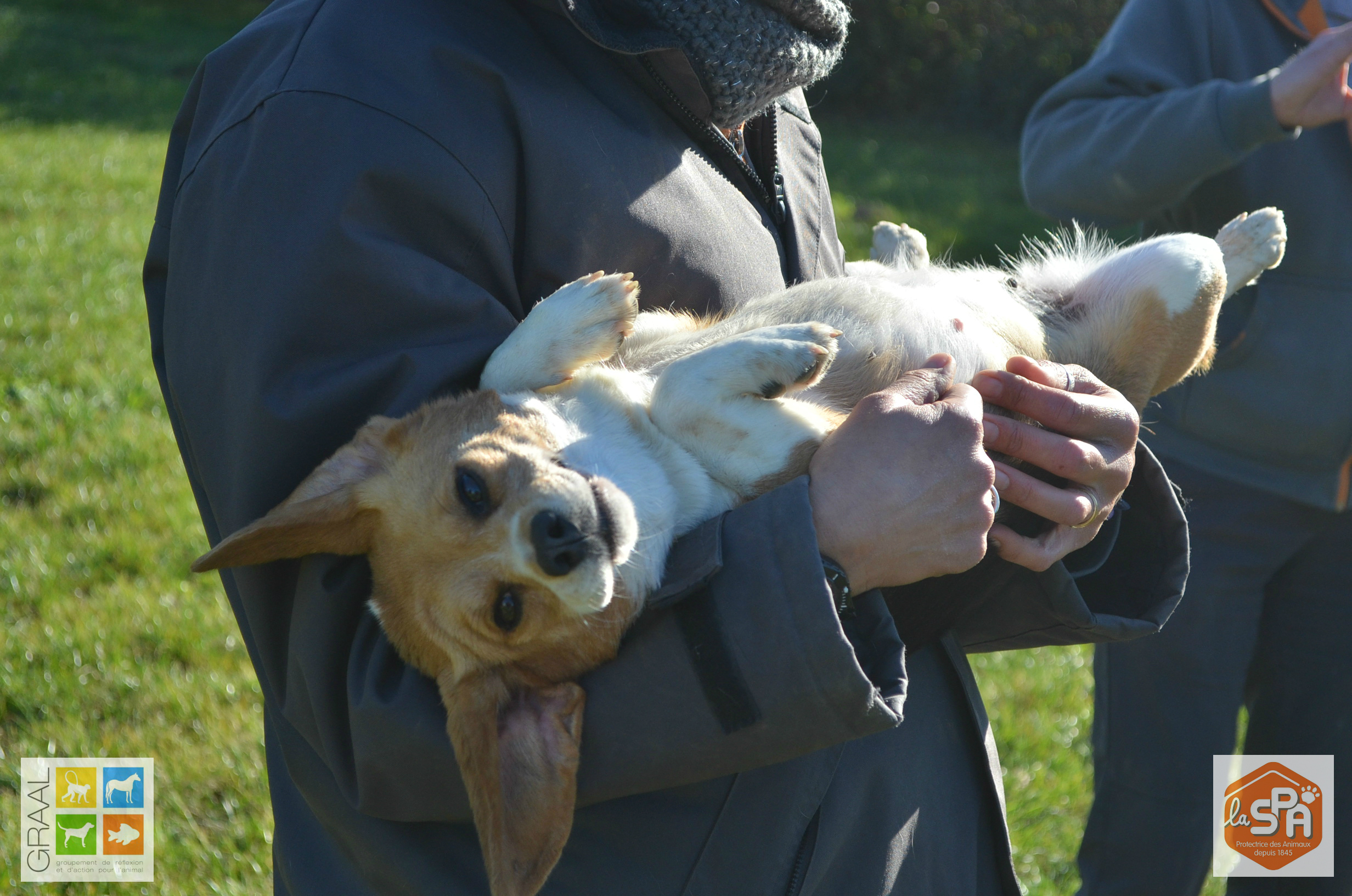 Beagles laboratoire SPA