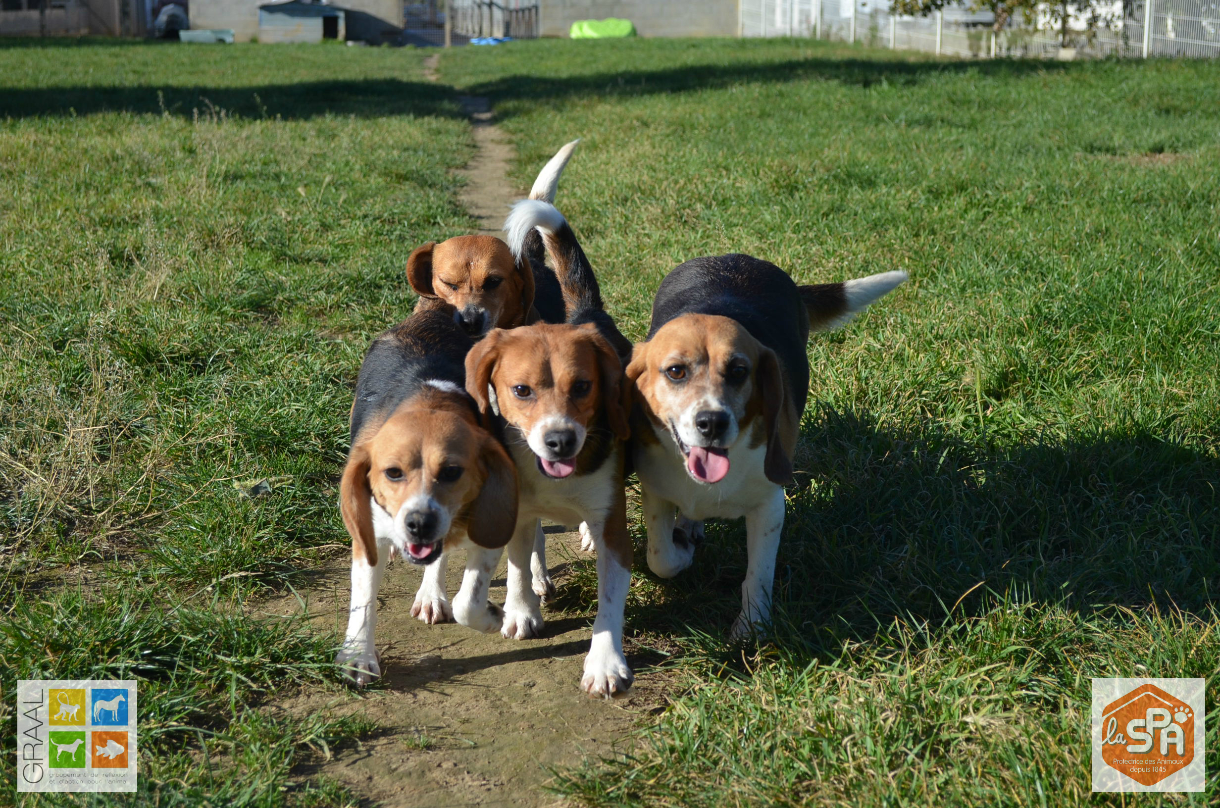Beagles laboratoire SPA