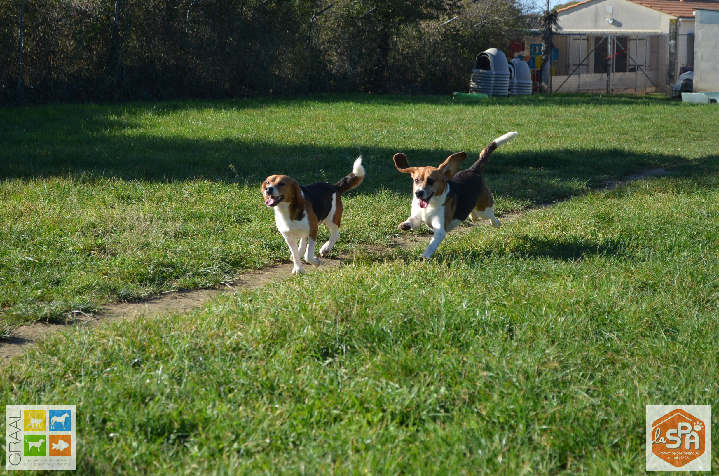 Beagles laboratoire SPA
