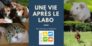 Chiens laboratoire à adopter