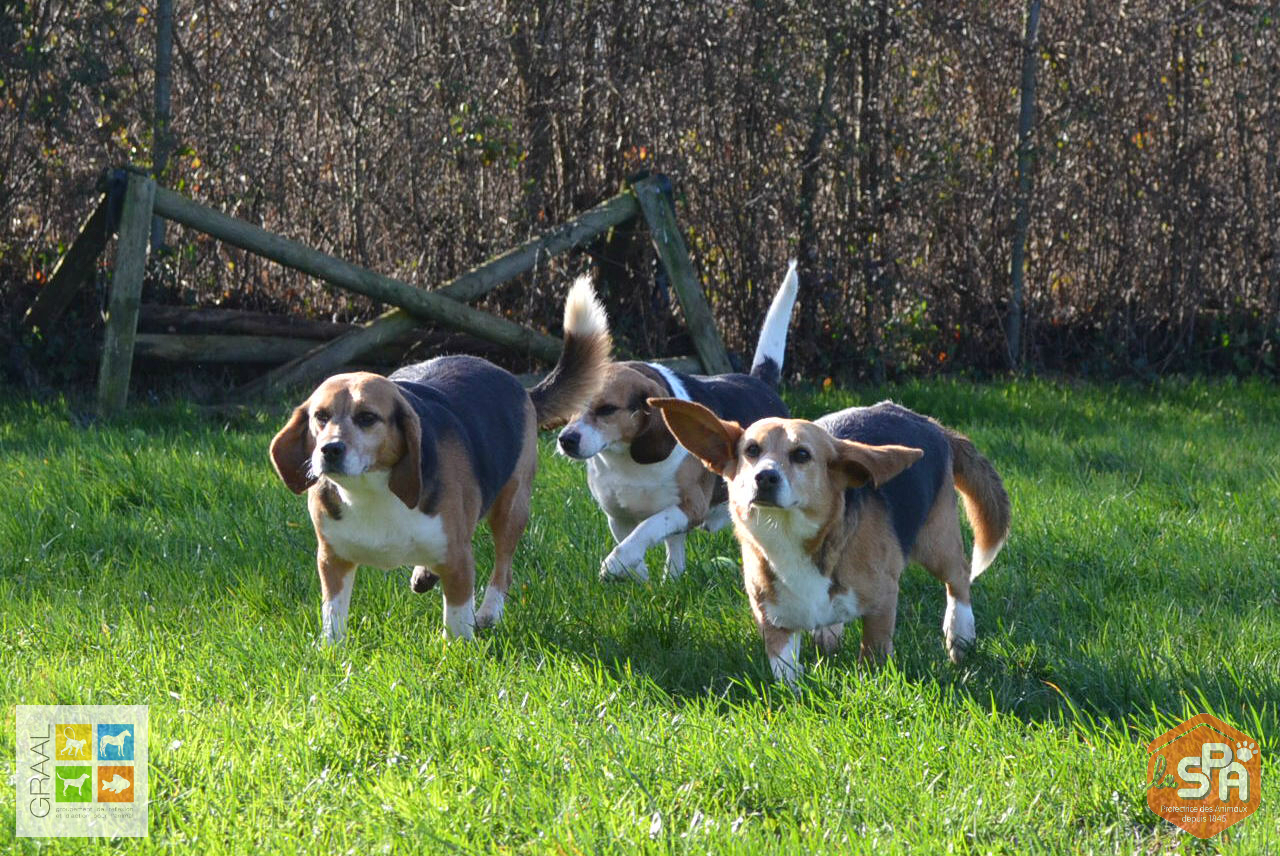 Chiens laboratoire Château d'Olonne SPA