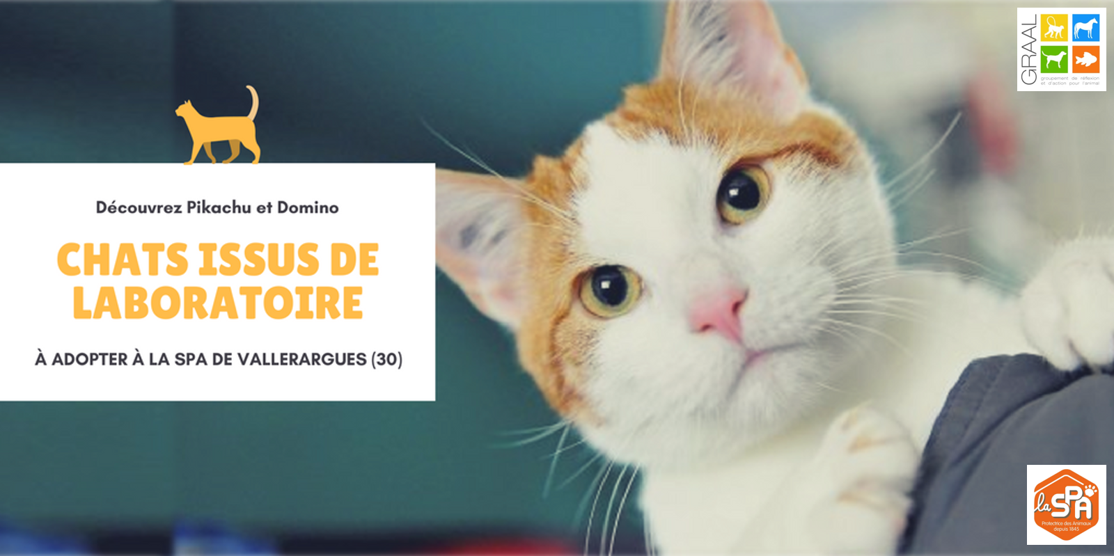 Chats laboratoire_Vallerargues