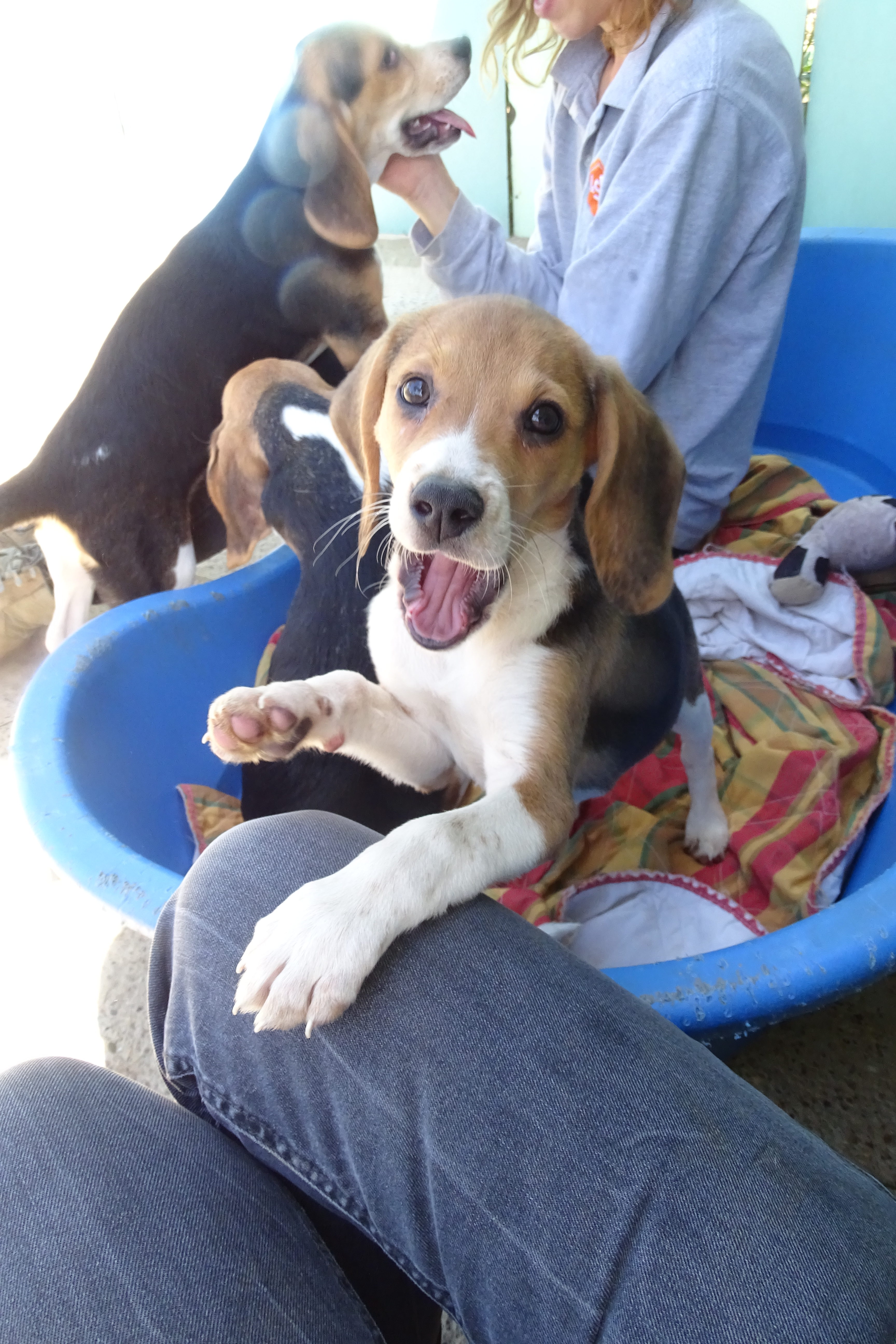 Chiots Aix en Provence