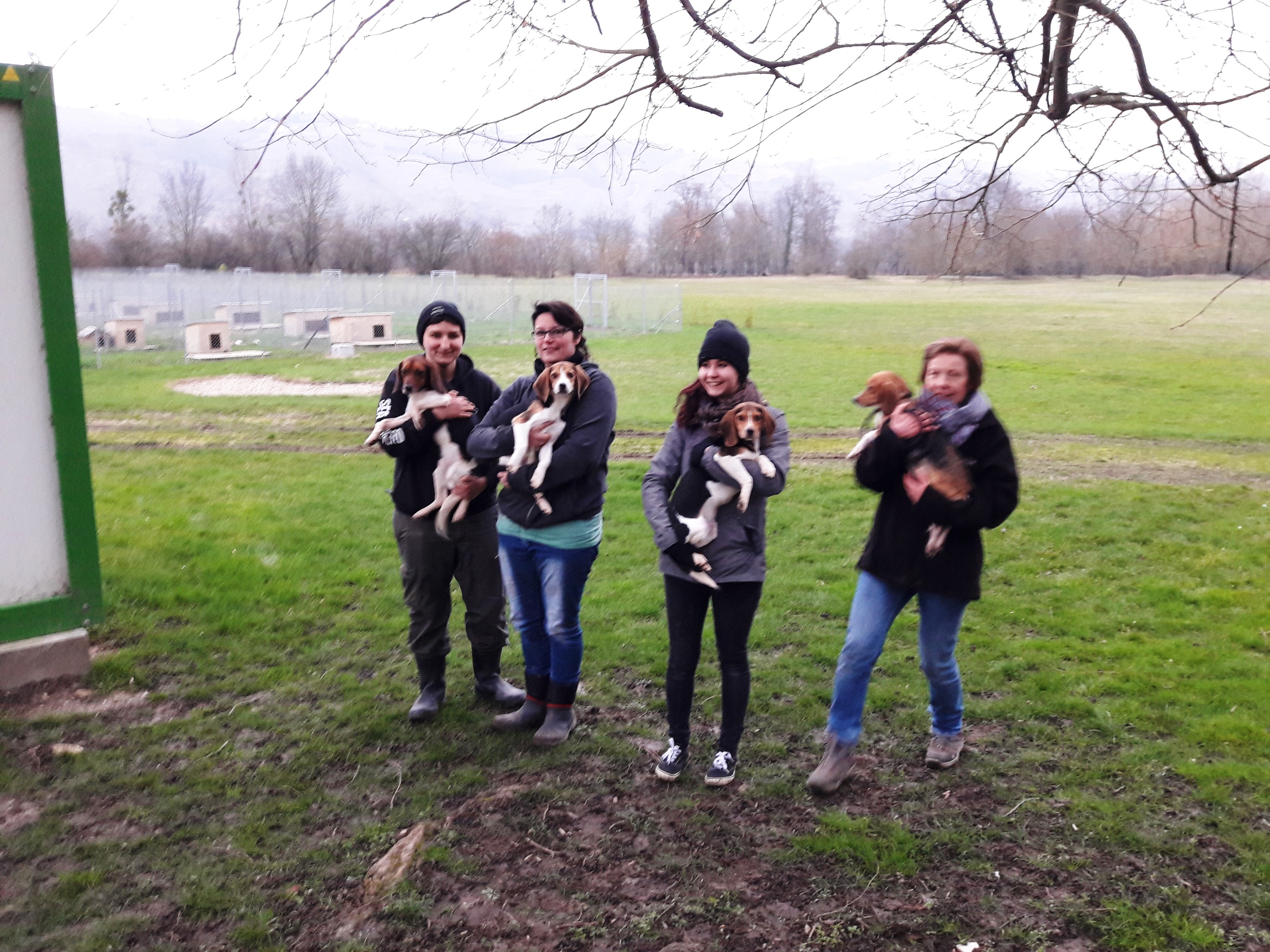 Chiens laboratoire - refuge Gerbey