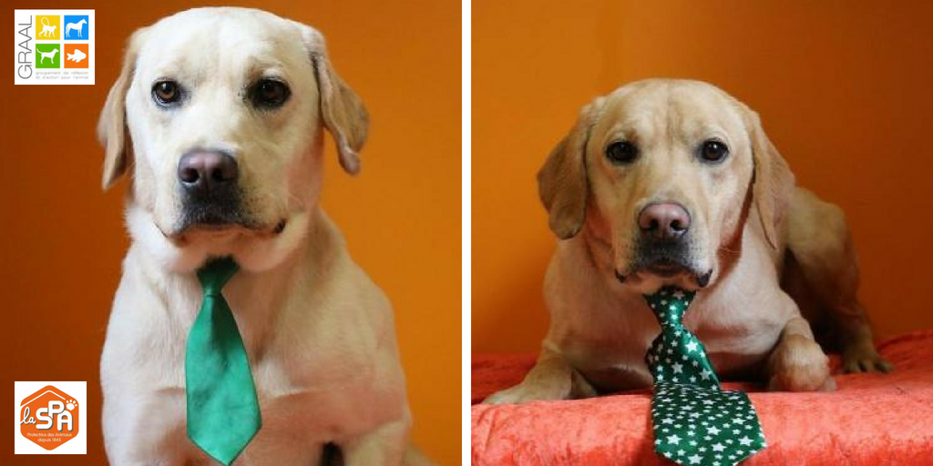 Jhumper et Jhazzy,, chiens golden de laboratoire réhabilitée par l'association GRAAL