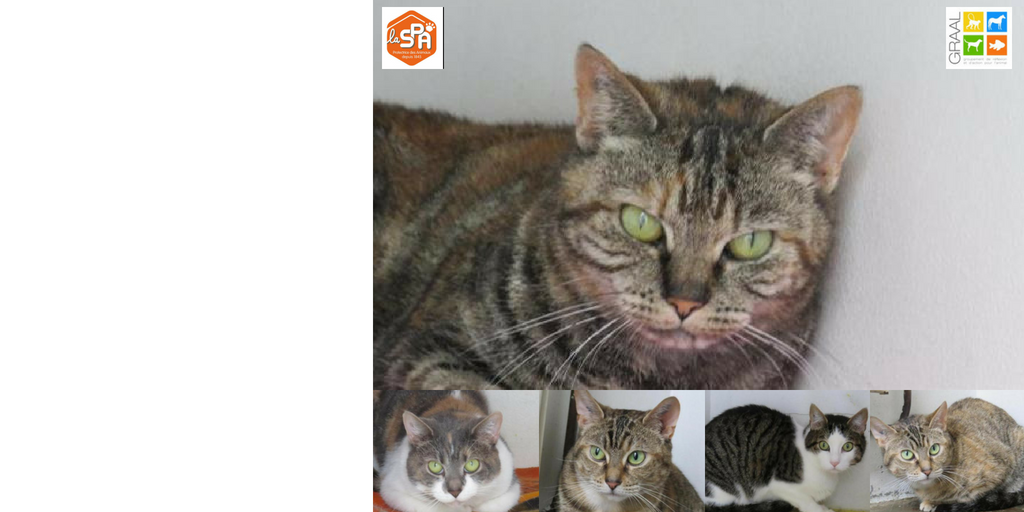 Chats issus de laboratoires