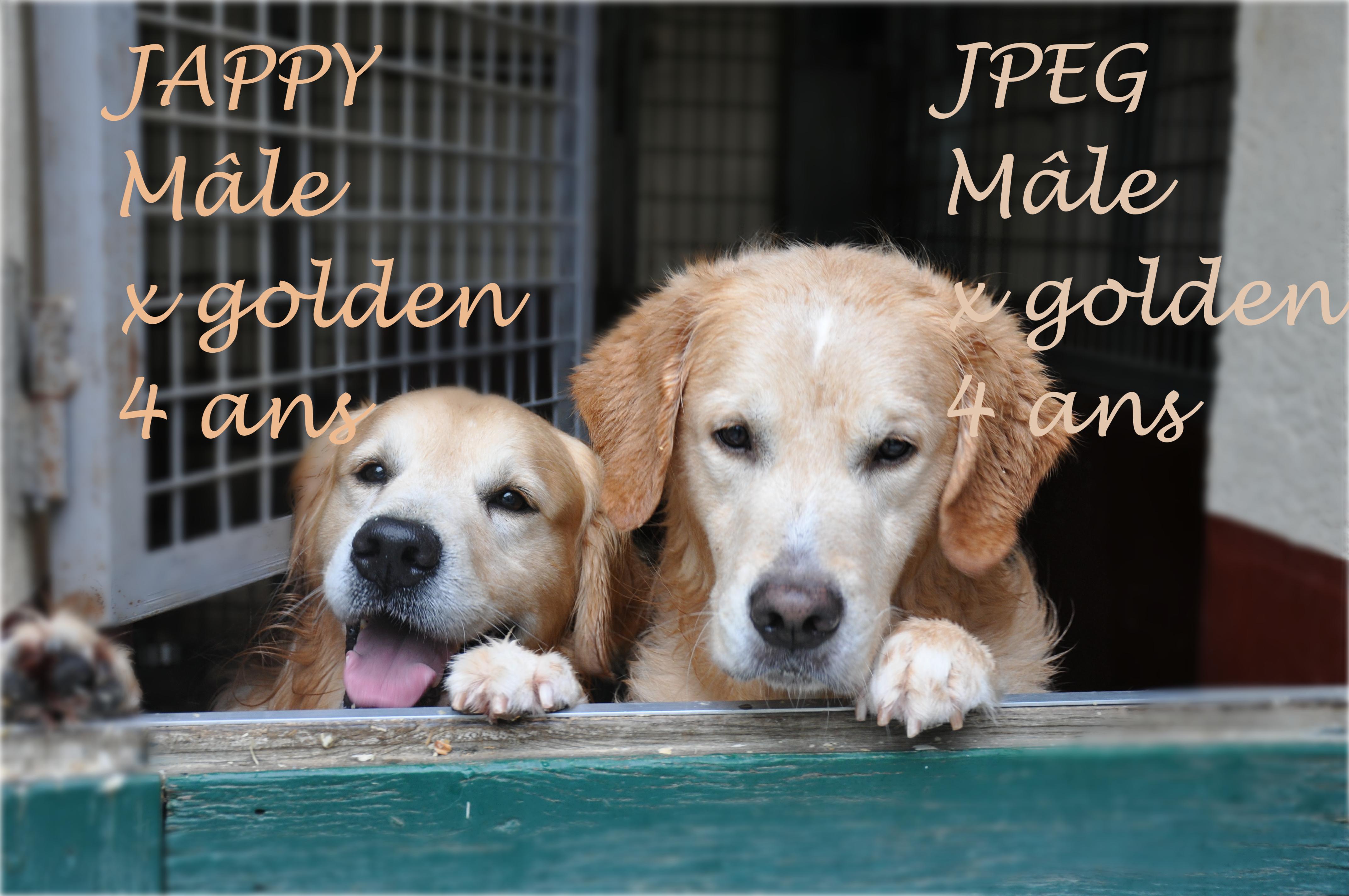 Jpeg et Jappy chiens golden de laboratoire réhabilités par l'association GRAAL