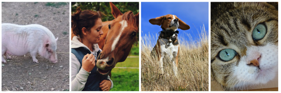 Animaux de laboratoires réhabilités par le GRAAL