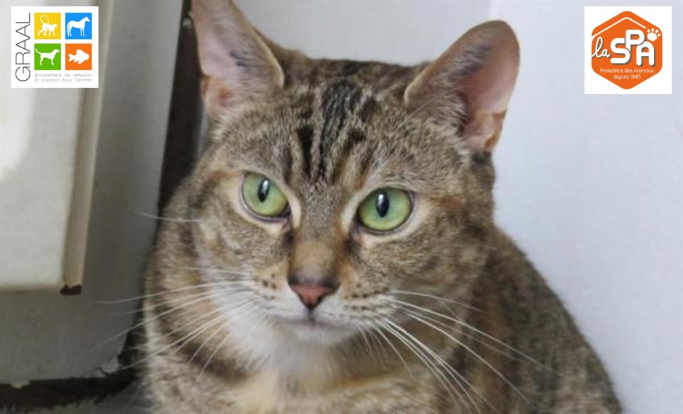 Maddy_chat à adopter