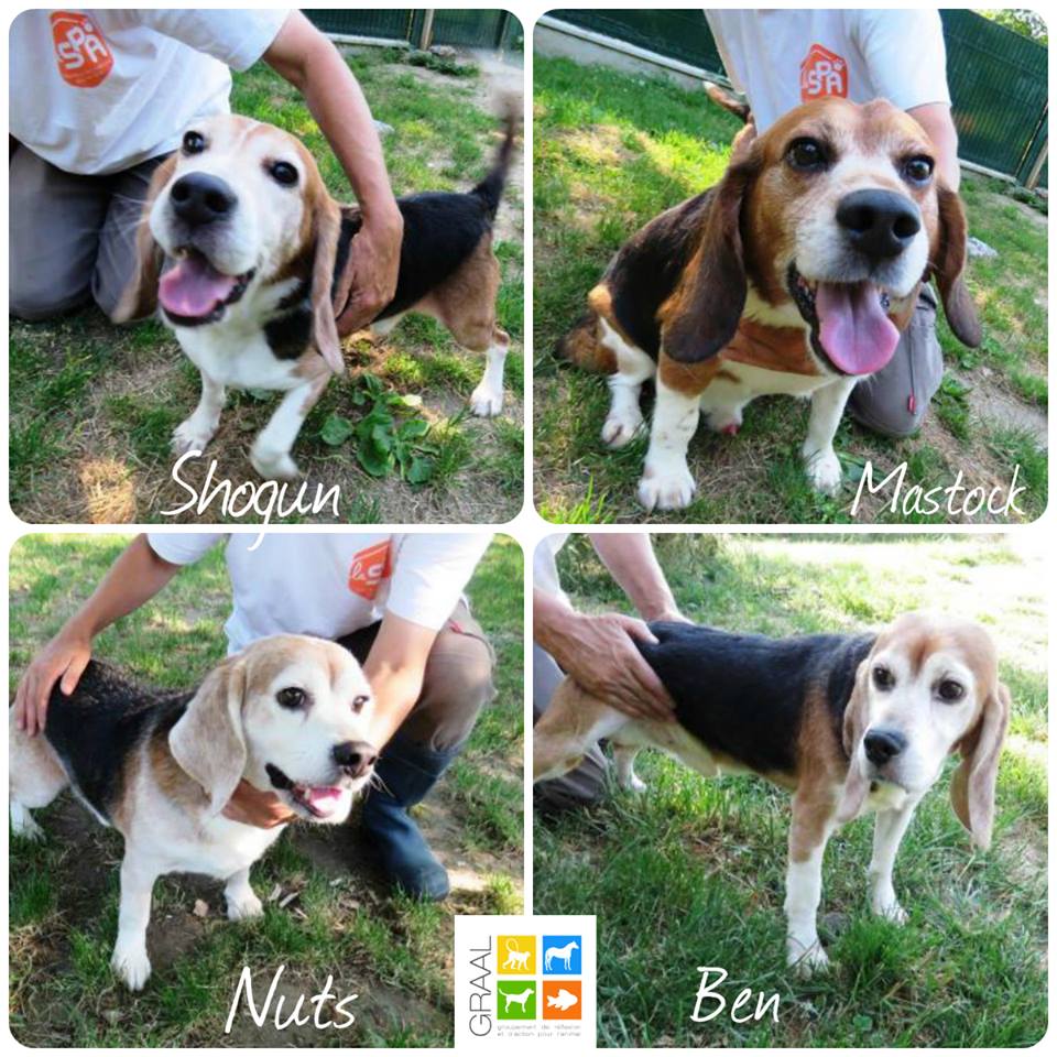 Chiens à l'adoption_SPA Yvré l'Eveque