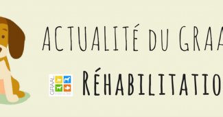 Actus chiens à adopter GRAAL