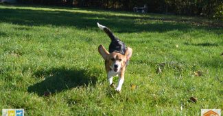 Beagles laboratoire à adopter