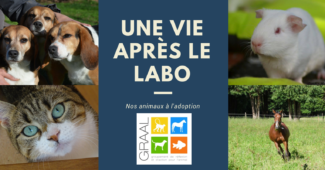 Chiens laboratoire à adopter