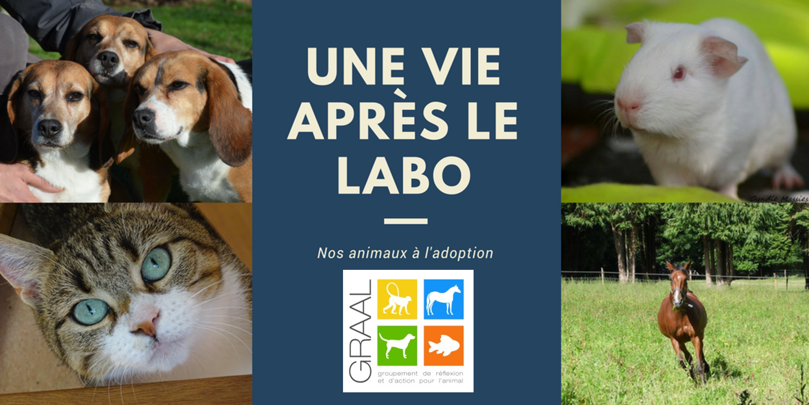 Chiens laboratoire à adopter
