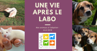 Animaux à adopter_avril 2018