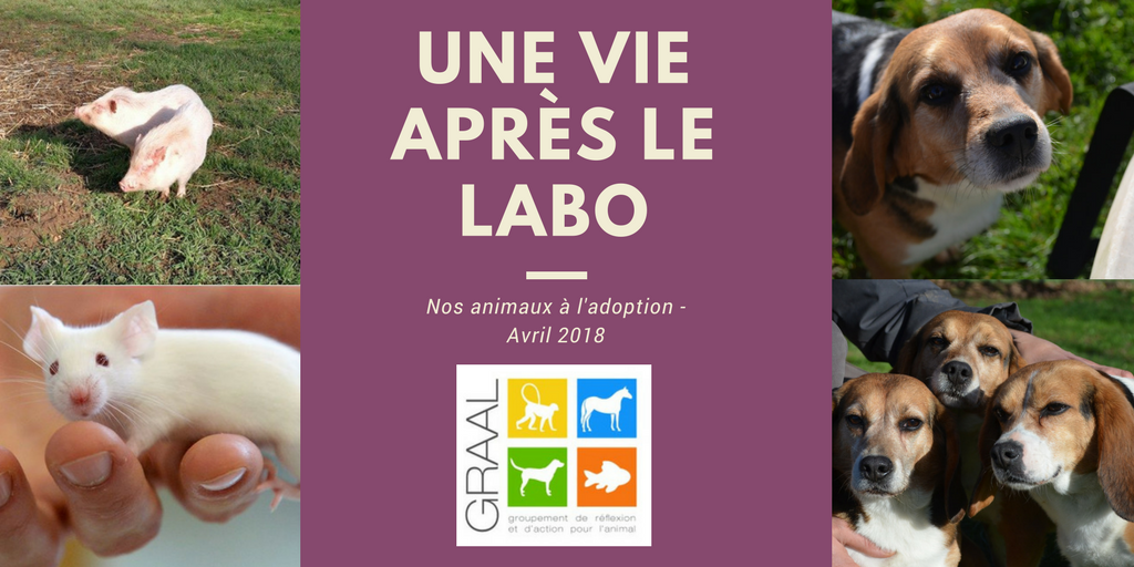 Animaux à adopter_avril 2018