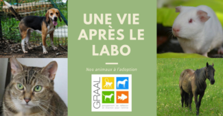Animaux de laboratoire à adopter - Juin 2018