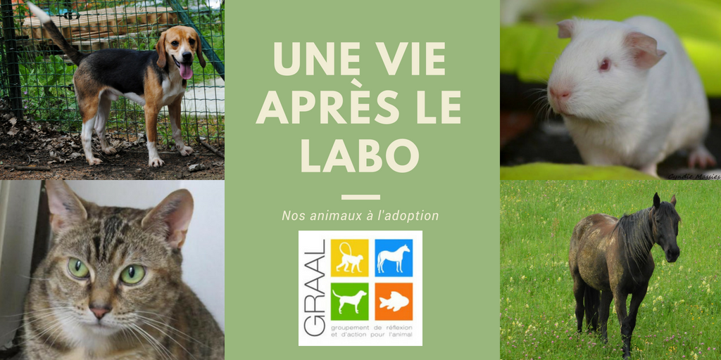 Animaux de laboratoire à adopter - Juin 2018