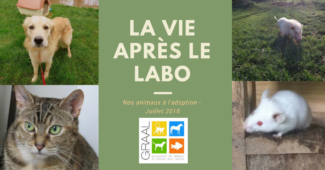 Animaux de laboratoire à adopter_juillet2018