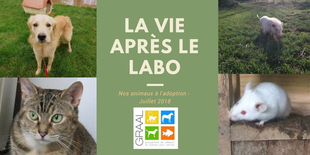 Animaux de laboratoire à adopter_juillet2018