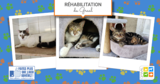 Sortie de laboratoire de 11 chats #graal