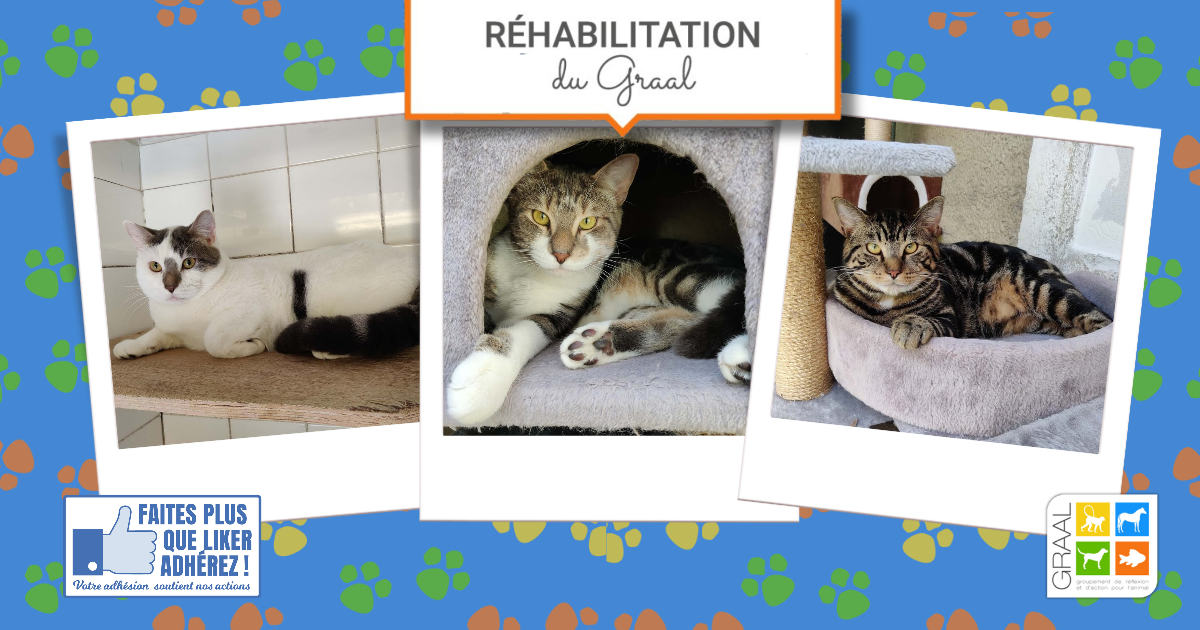 Sortie de laboratoire de 11 chats #graal