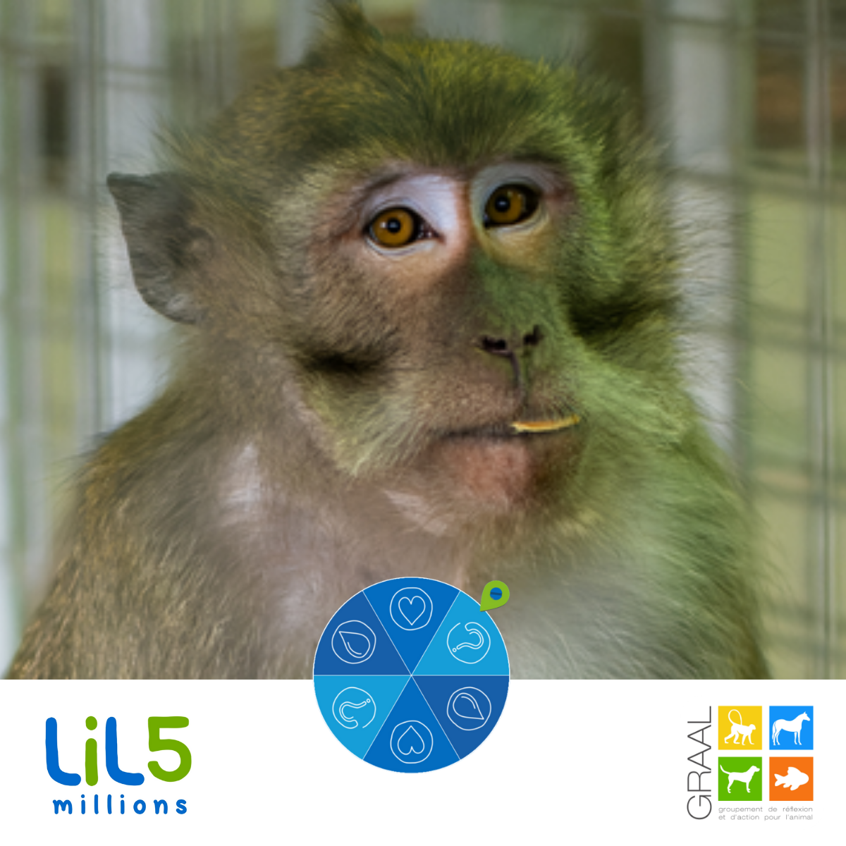 Roue de la solidarité Lilo x GRAAL