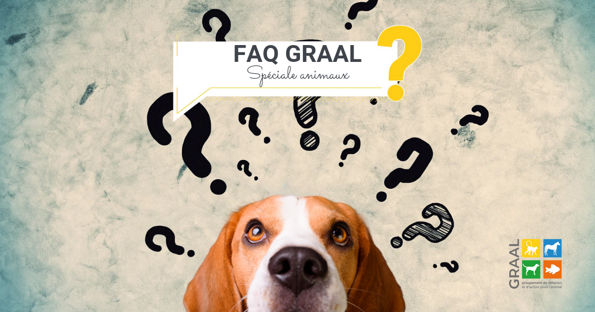 F.A.Q. du GRAAL spéciale animaux réhabilités