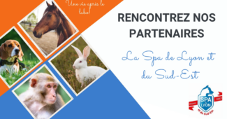 Visuel de l'association GRAAL sur la gauche. Logo de la SPA Lyon en bas à droite. Texte noir sur fond blanc "Rencontrez nos partenaires". Plus bas, texte bleu sur fond blanc "La Spa de Lyon du Sud-Est"