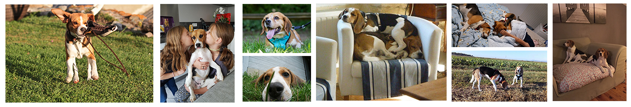 Banderole chevaux adoptés