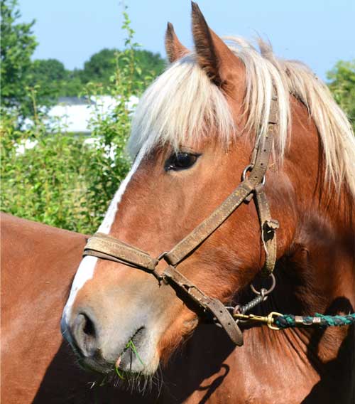 Cheval issu du programme protection des équidés
