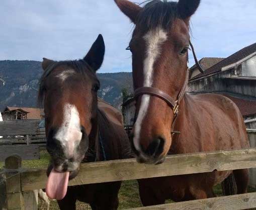 Cheval et son adoptante