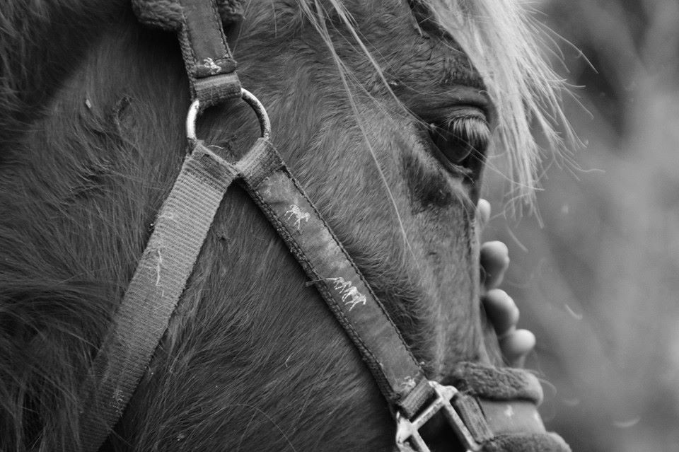 profil cheval