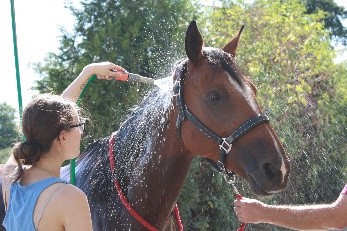 Cheval et son adoptante